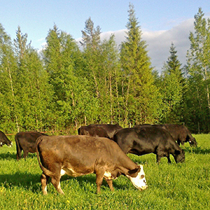 Koivusalon Angus